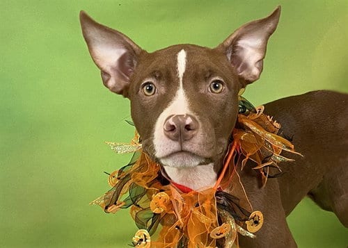 Photo of Tatiana, adoptable American Staffordshire Terrier in Ft Lauderdale, Florida