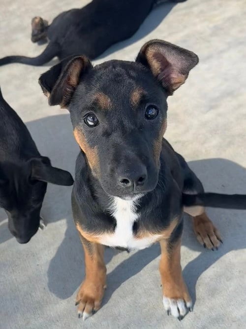 Photo of Cyrus, adoptable Australian Cattle Dog/Blue Heeler in Bolivar, Missouri