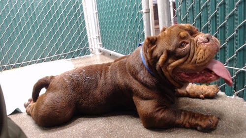 Photo of Robbie, adoptable American Bulldog in Downey, California