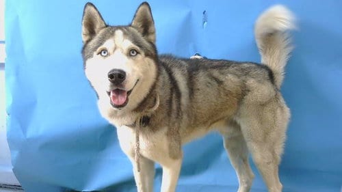 Photo of Frankie, adoptable Siberian Husky in Gardena, California