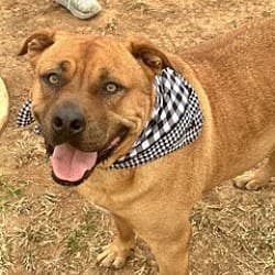 Photo of Stetson, adoptable Mountain Cur in East Hartford, Connecticut