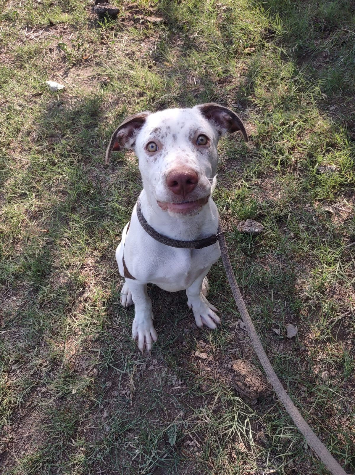 Photo of Lucas, adoptable American Staffordshire Terrier in Kempner, Texas