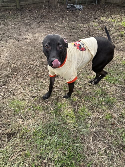 Photo of Penny, adoptable Black Labrador Retriever in Jackson, Mississippi