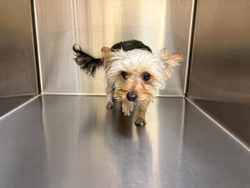 Photo of Westfall, adoptable Yorkshire Terrier Yorkie in Orange, California