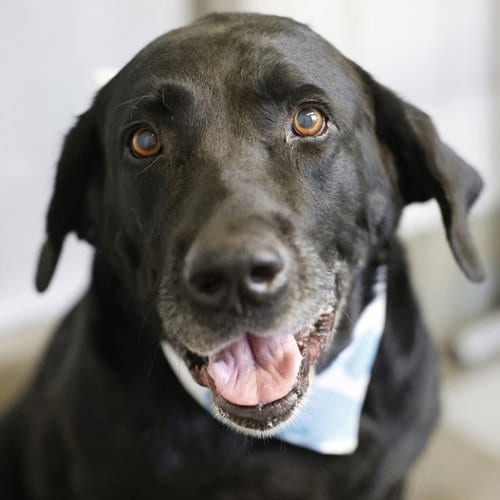 Photo of Saint, adoptable Labrador Retriever in San Antonio, Texas
