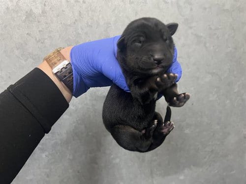 Photo of (Nursing,Rescue Only), adoptable Australian Kelpie in HESPERIA, California