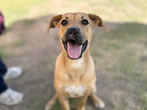 Photo of Rosie, adoptable German Shepherd Dog in Phoenix, Arizona