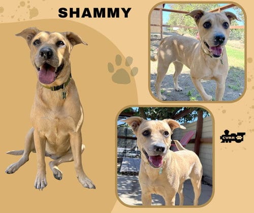 Photo of Shammy, adoptable Terrier in Lindsay, California