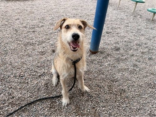 Photo of Luca, adoptable Cairn Terrier in Mesa, Arizona