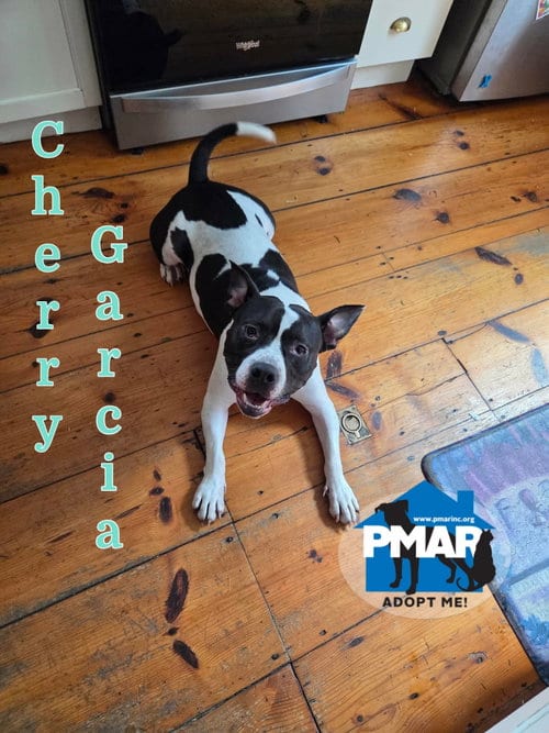 Photo of Cherry Garcia, adoptable Pit Bull Terrier in Binghamton, New York