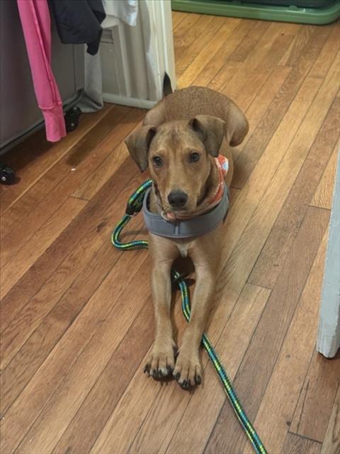 Photo of Pippi, adoptable Hound in Chapel Hill, North Carolina