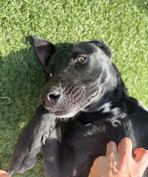 Photo of Hallie, adoptable Labrador Retriever in NEWPORT NH, New Hampshire