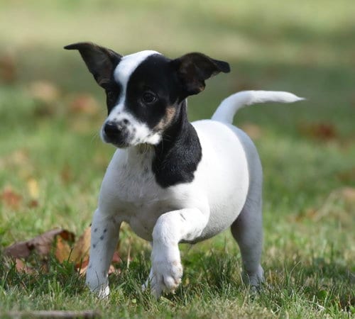 Photo of Ildredir, adoptable Jack Russell Terrier in Mechanicsburg, Pennsylvania