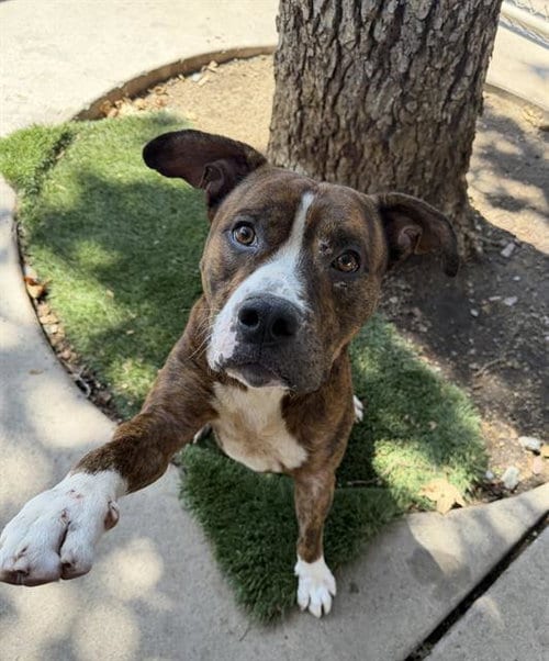 Photo of Kobe, adoptable Pit Bull Terrier in Chula Vista, California
