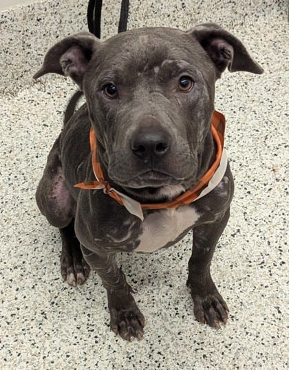 Photo of Lover Boy, adoptable dog in Atlanta, Georgia