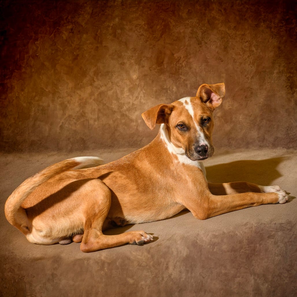 Photo of Kidd, adoptable Shepherd / Mix in Weatherford, Texas
