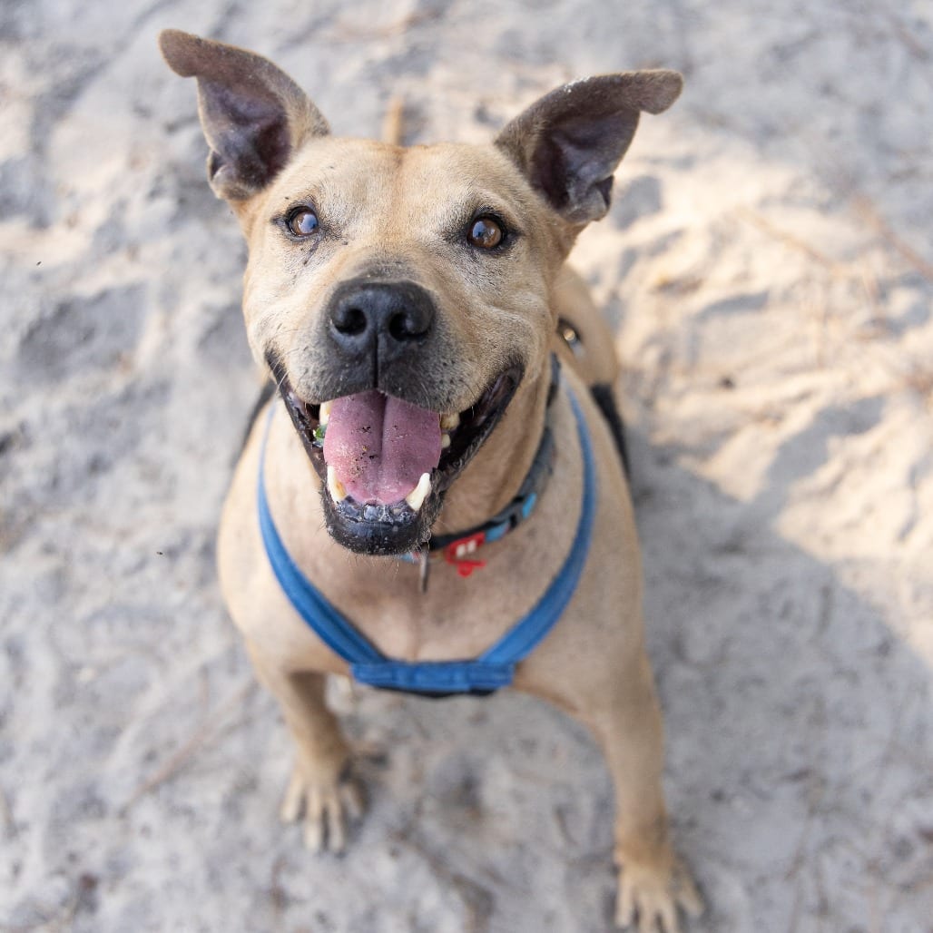 Photo of Tiramisu, adoptable Mixed Breed (Medium) in Gainesville, Florida