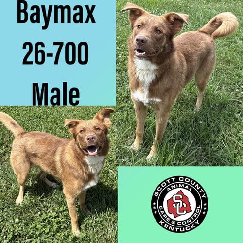 Photo of Baymax, adoptable Shepherd in Georgetown, Kentucky