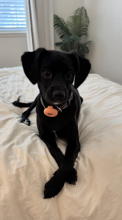 Photo of Baxter, adoptable Spaniel in Lake Elsinore, California