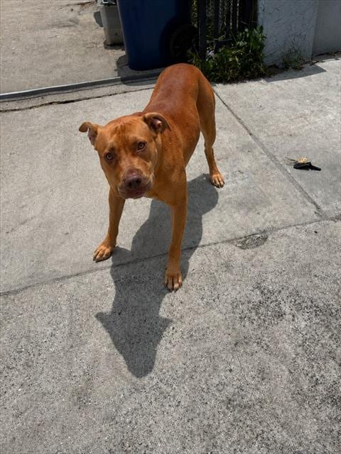 Photo of Ginger, adoptable Terrier mix in Miami, Florida