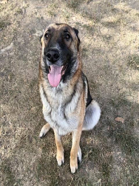 Photo of Nebraska, adoptable German Shepherd Dog in Riverside, California