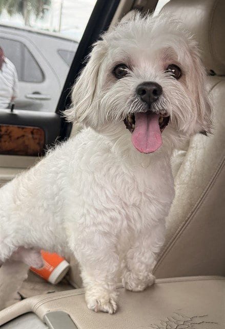 Photo of Penguin, adoptable Coton de Tulear in Fort Lauderdale, Florida