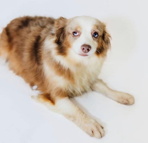 Photo of Macey, adoptable Australian Shepherd in York, South Carolina