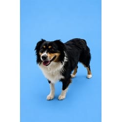 Photo of Oso, adoptable Australian Shepherd in Doral, Florida