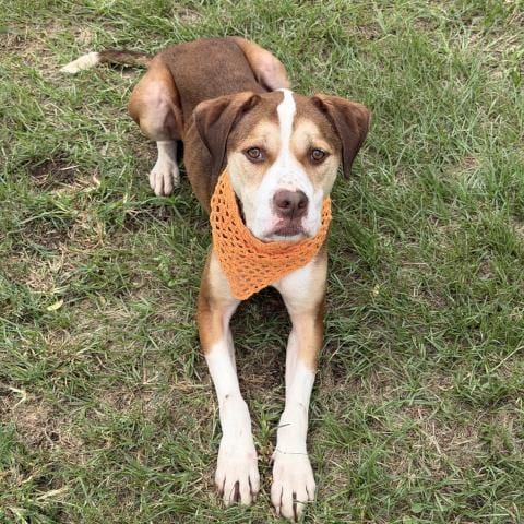 Photo of Tank, adoptable Labrador Retriever in Conroe, Texas
