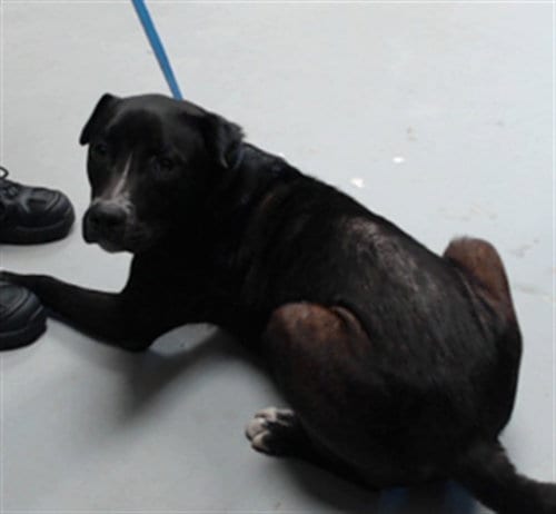 Photo of Crow, adoptable Pit Bull Terrier in Fayetteville, North Carolina