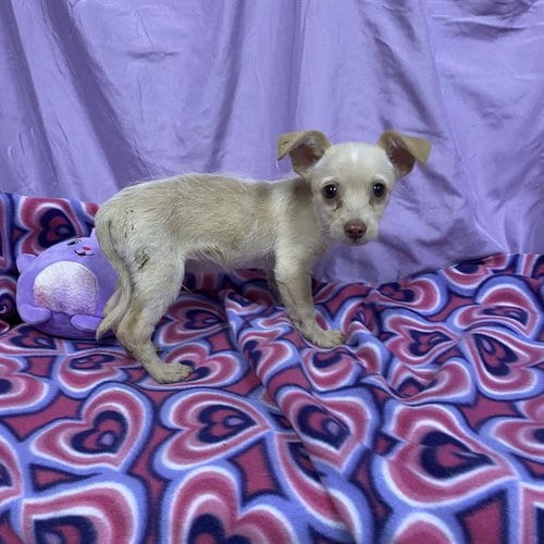 Photo of A615038, adoptable Chihuahua in Modesto, California