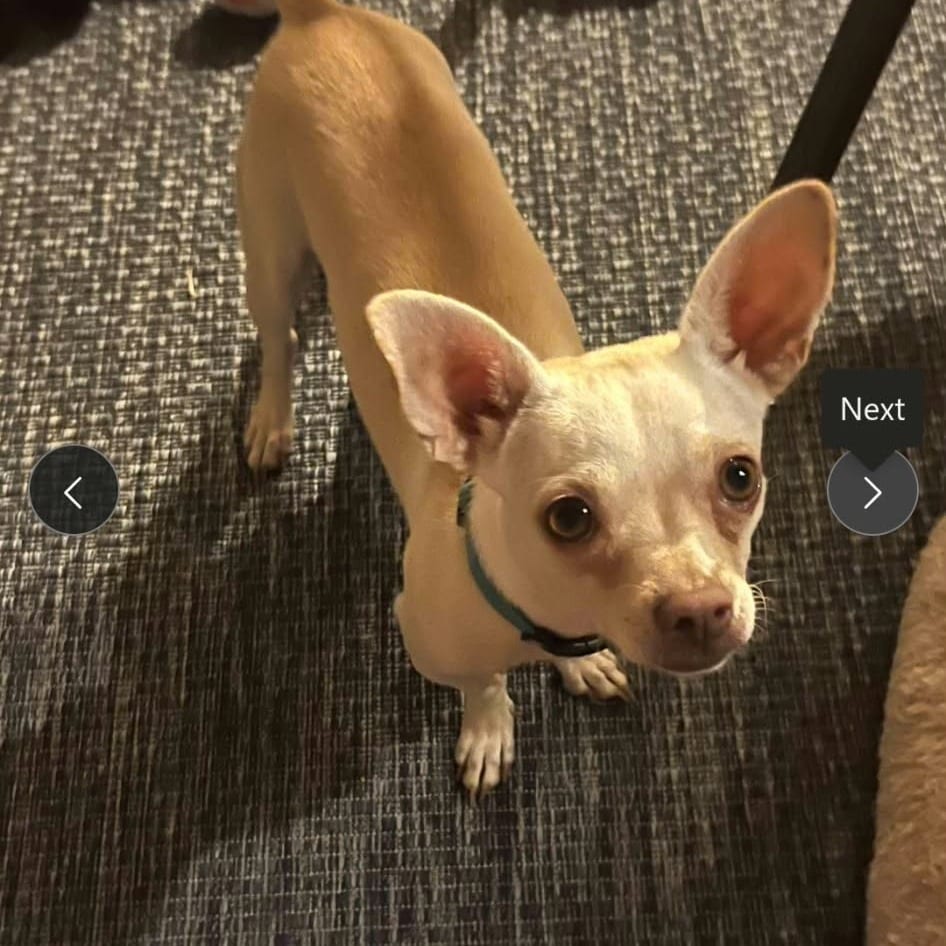Photo of Principessa *Arriving 10/24* D12822, adoptable Terrier, Jack Russell / Chihuahua in Princeton area, Minnesota