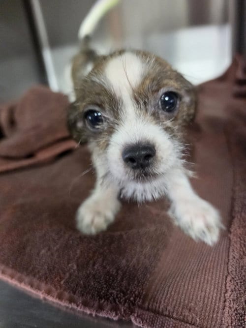 Photo of Hancock, adoptable Shih Tzu in Pipe Creek, Texas