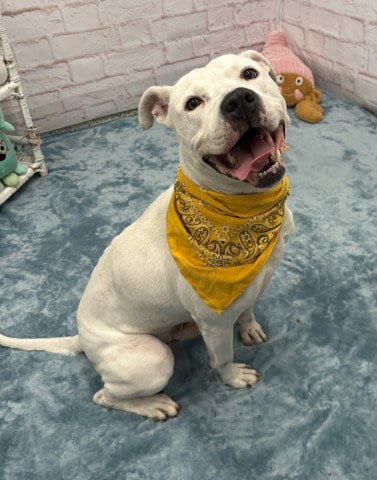 Photo of Gumble Bumble, adoptable Pit Bull Terrier in Detroit, Michigan