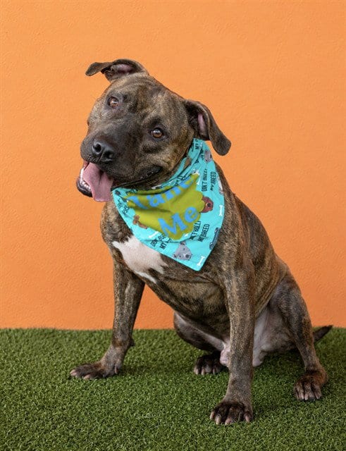 Photo of Gable, adoptable American Bulldog in Miami, Florida