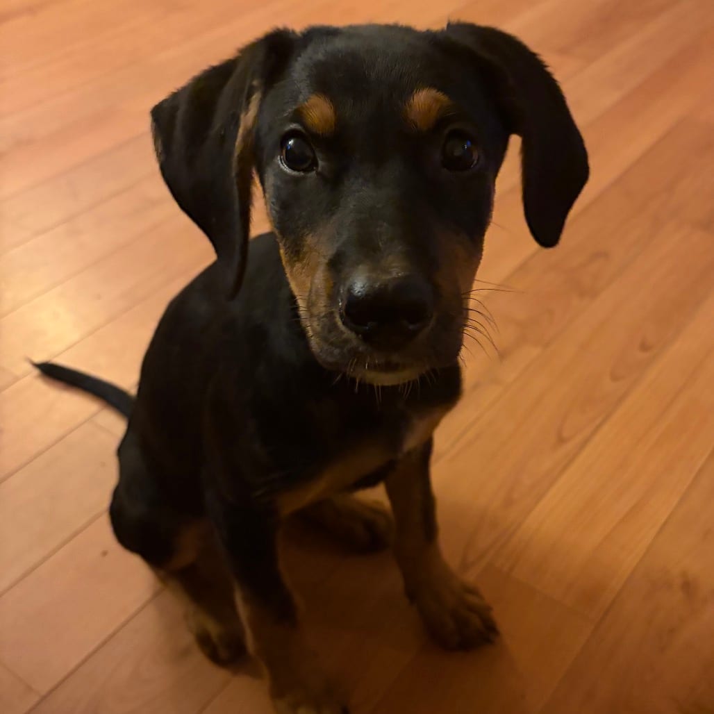Photo of Lulu, adoptable Shepherd, German in Potomac, Maryland