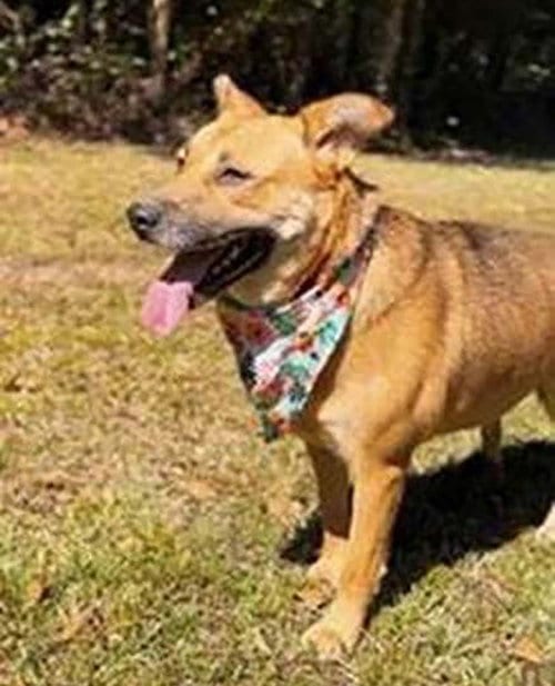 Photo of Stella, adoptable Shepherd in Chantilly, Virginia
