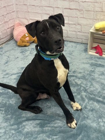 Photo of Bentley, adoptable Pit Bull Terrier in Detroit, Michigan