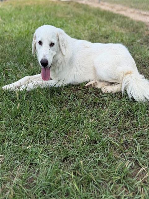 Photo of Diva, adoptable Great Pyrenees in Conroe, Texas