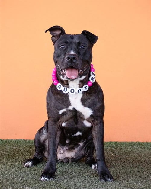 Photo of Princess, adoptable American Bulldog in Miami, Florida