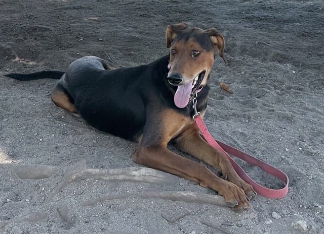 Photo of Senior Doberman Pinscher mix, adoptable Doberman Pinscher mix in Devore, California
