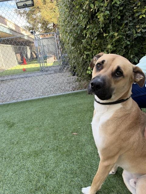 Photo of Simpson, adoptable Boxer in San Jose, California