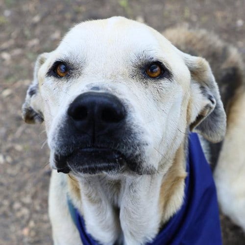 Photo of Kane, adoptable Mastiff in San Antonio, Texas