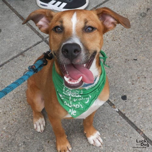 Photo of Scooby, adoptable Labrador Retriever in Washington, District of Columbia