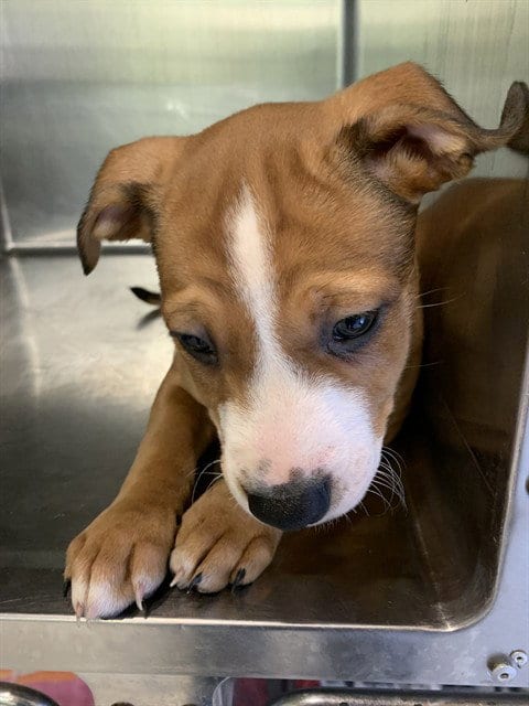 Photo of Ginger Spice, adoptable American Staffordshire Terrier in Grand Prairie, Texas