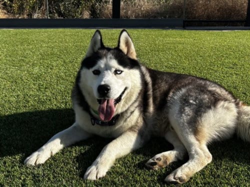 Photo of Ozzy, adoptable Siberian Husky in San Pedro, California