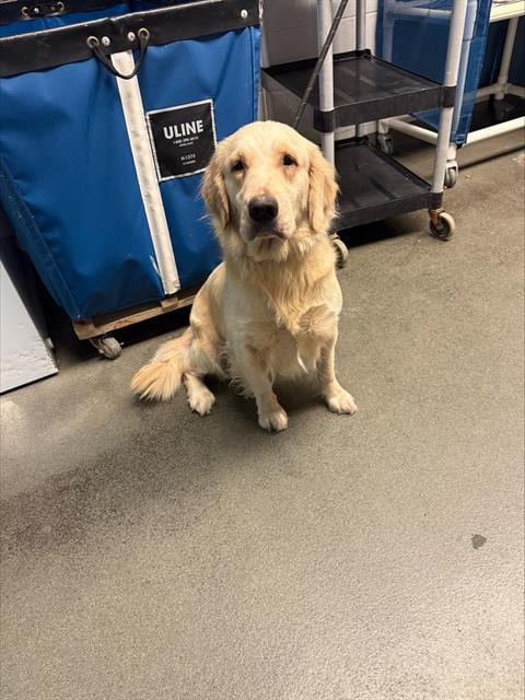 Photo of Biscuit, adoptable Golden Retriever in San Antonio, Texas