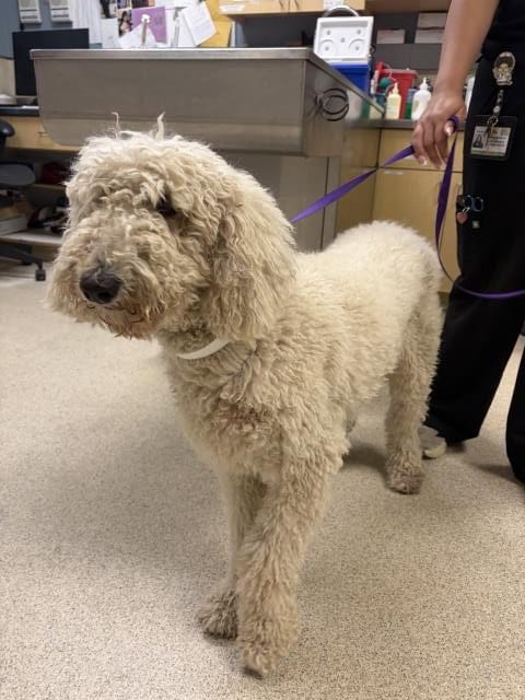 Photo of A1936288, adoptable Golden Retriever in Riverside, California