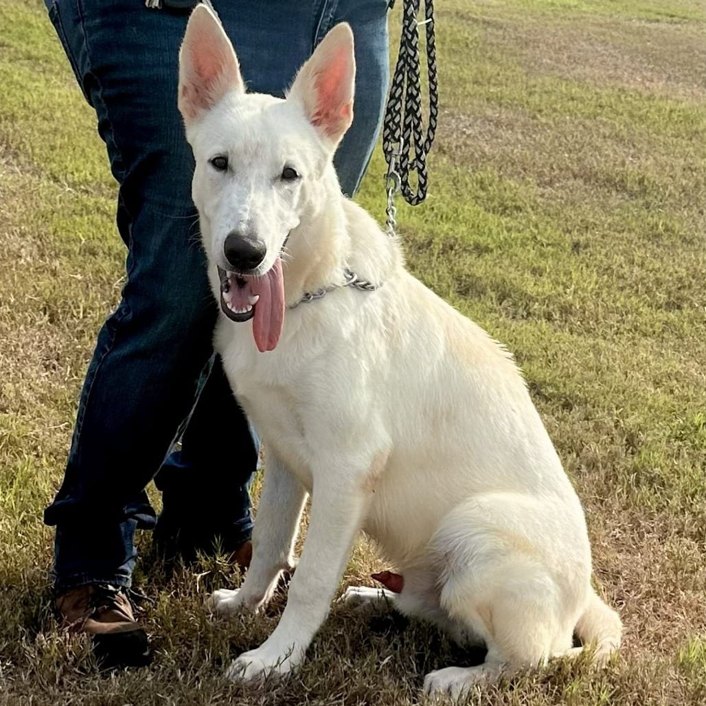 Photo of Rhino, adoptable Shepherd / Husky in Houston, Texas