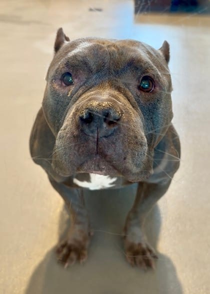 Photo of Renee, adoptable Bulldog in New Orleans, Louisiana